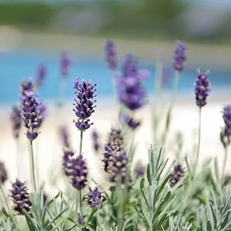 Bed & Breakfast Domaine De L'isle Basse