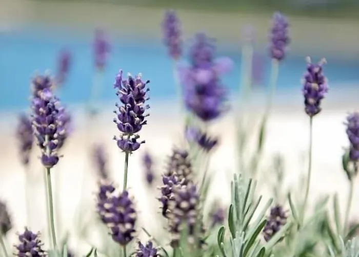 فندق مبيت وإفطار Domaine De L'isle Basse